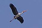 Painted Stork, flying