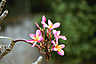 tropical flower