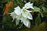 tropical flower