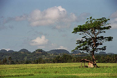 growing rice