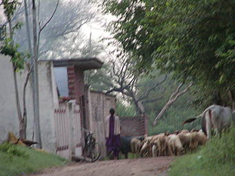 sheep in lane in Naggal