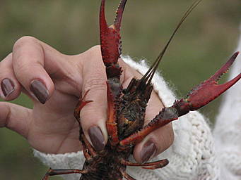 View larger image crawfish