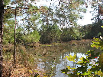 View larger image autumn pond