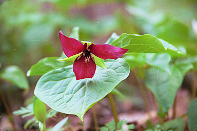 View larger image flower
