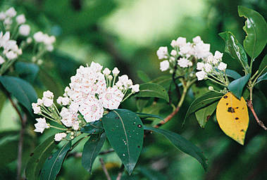 View larger image flowers