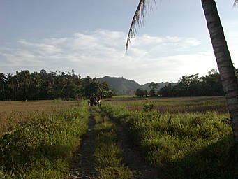 View larger image dirt road in rice fields