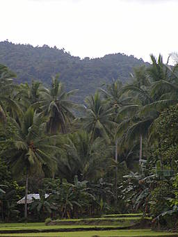 View larger image rice paddies, house and forest