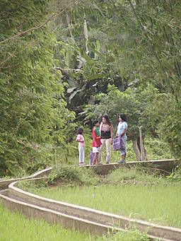 View larger image Gracey and friends on footbridge in rice fields